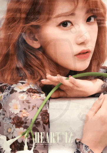 IZ*ONE - Heart*iz [ Miyawaki Sakura ] poster - Pig Rabbit Shop Kpop store Spain